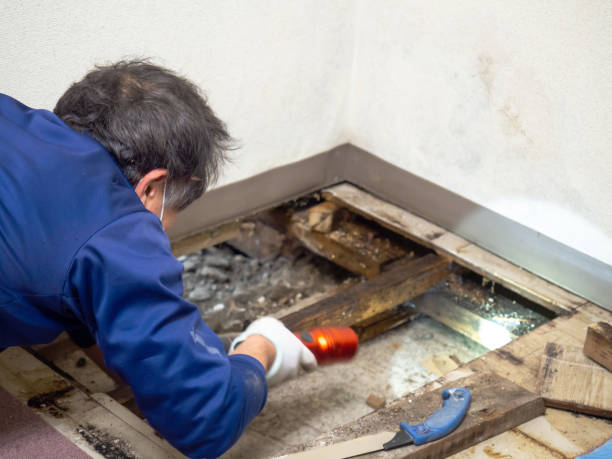 Best Home Mold Removal  in Windcrest, TX