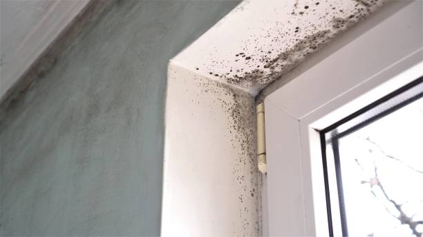 Office Mold Removal Services in Windcrest, TX